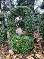 BUXUS bloemenmand mand, 1 m hoogte, Tuin en Terras, Planten | Tuinplanten, Ophalen