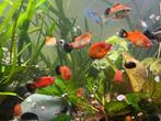 Platty’s, Dieren en Toebehoren, Vis, Zoetwatervis, Schoolvis