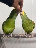 Handtam koppel dubbele geelkop amazones, Dieren en Toebehoren, Meerdere dieren, Papegaai, Pratend