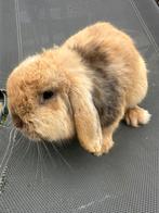 Minilop dwerg hanghoor konijn, Dieren en Toebehoren, Mannelijk, Dwerg, Hangoor, 0 tot 2 jaar