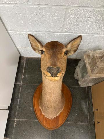 Tête de biche, Enlèvement, Utilisé