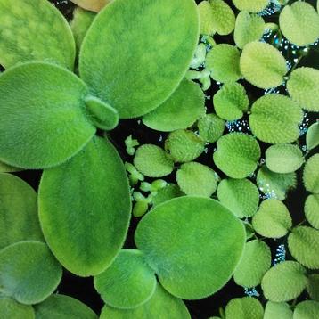 Drijfplanten aquarium  beschikbaar voor biedingen