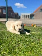 Golden retriever pups reutjes, Dieren en Toebehoren, Honden | Retrievers, Spaniëls en Waterhonden, Golden retriever, België, Reu