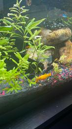 Molly’s te koop, Dieren en Toebehoren, Vis