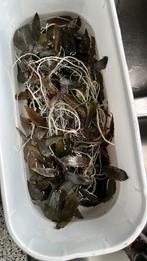 Aquariumplant  , donkergroen tot bruine kleur, Ophalen, Zo goed als nieuw