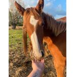 Vos merrieveulen Count on me Z BWP paspoort, Dieren en Toebehoren, Paarden, Merrie, Z