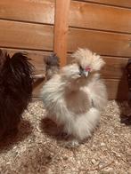 Knap zijdehoendertje 💛, Femelle, Poule ou poulet