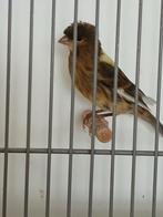 Jonge kanarie, Dieren en Toebehoren, Vrouwelijk, Zangkanarie