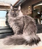 Blue Smoke Maine Coon katertje met stamboom!, Kater, Met stamboom, 0 tot 2 jaar