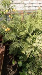 2 grote boompotten met varens tekoop!, Tuin en Terras, Ophalen, Vaste plant, Varens, Bloeit niet