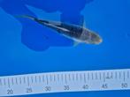Koi vis 20 cm, Dieren en Toebehoren, Karper of Koi