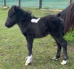 Mooi hengsten veulens, Dieren en Toebehoren, Paarden, Minder dan 160 cm, Niet van toepassing, 0 tot 2 jaar, Hengst