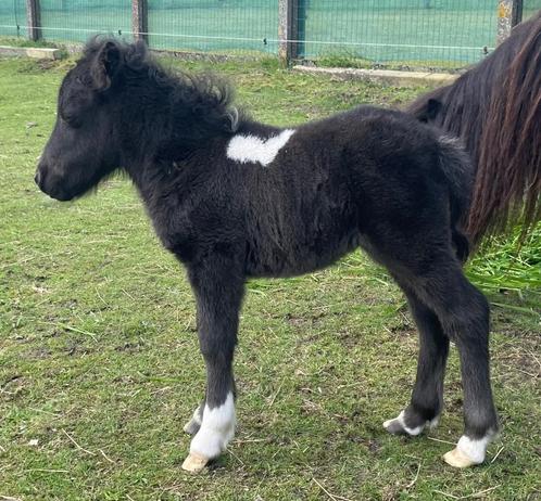 Mooi hengsten veulens, Dieren en Toebehoren, Paarden, Hengst, Niet van toepassing, Minder dan 160 cm, 0 tot 2 jaar, Recreatiepaard