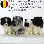 Dwergkees - Belgische pups te koop, België, CDV (hondenziekte), 8 tot 15 weken, Meerdere