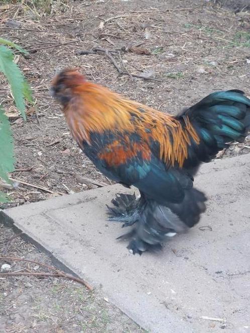 Sierkipjes - lees omschrijving, Dieren en Toebehoren, Pluimvee