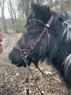 Paardrijles voor jong en oud, Enlèvement ou Envoi, Neuf, Récréation