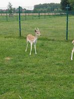 Damherten damhert herten, Dieren en Toebehoren, Overige Dieren, Mannelijk