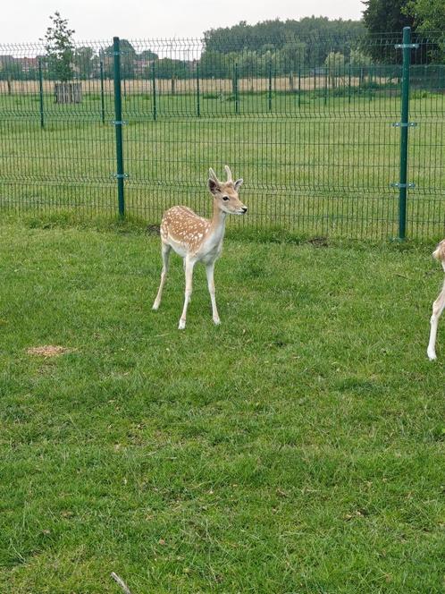 Damherten damhert herten, Dieren en Toebehoren, Overige Dieren, Mannelijk
