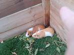 cavia's, Dieren en Toebehoren, Knaagdieren, November, Meerdere dieren, Cavia