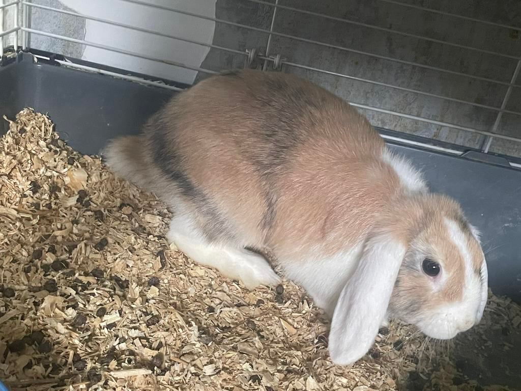 Hangoorkonijn, Oreilles tombantes