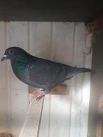 Kleurpostduiven, Dieren en Toebehoren, Vogels | Duiven, Meerdere dieren, Postduif