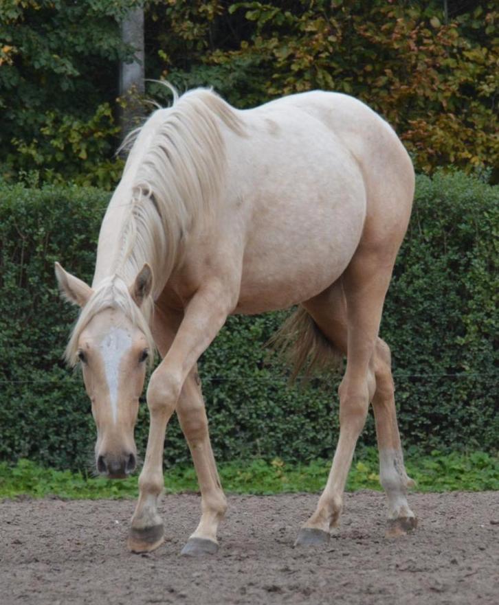 Palomino merrie 2j, Animaux & Accessoires, Chevaux, Jument, Non dressé, 160 à 165 cm, 0 à 2 ans, Avec pedigree, Avec puce électronique