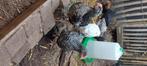 jonge kippen en te koop + jonge Marans hanen, Dieren en Toebehoren, Tam