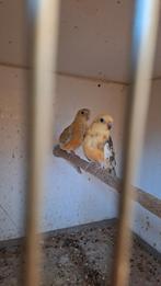 Kweekkoppels roodruggen, Dieren en Toebehoren, Vogels | Parkieten en Papegaaien