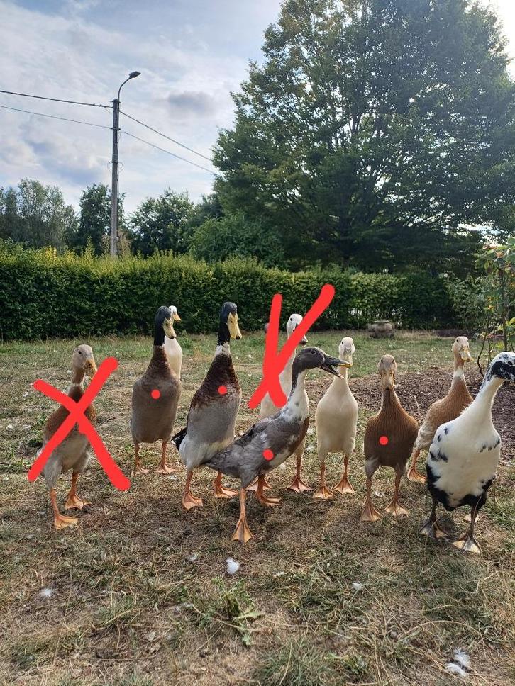 Prachtige natuurbroed loopeendjes te koop, Dieren en Toebehoren, Pluimvee, Eend