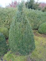 buxus, Tuin en Terras, Ophalen, Buxus, Haag, 100 tot 250 cm
