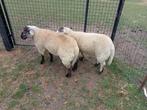 2 goede mannelijke schapen, Mannelijk, Schaap