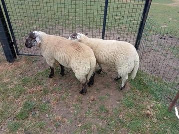 2 goede mannelijke schapen  beschikbaar voor biedingen