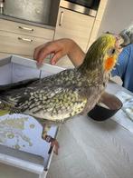 Handtamme geparelde valkparkiet, Dieren en Toebehoren, Vogels | Parkieten en Papegaaien