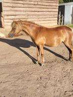 Amha merrie, Dieren en Toebehoren, Merrie, Gechipt, A pony (tot 1.17m), 3 tot 6 jaar