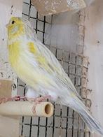 Canaris Mosaic M/V, Dieren en Toebehoren, Vogels | Kanaries, Meerdere dieren, Kleurkanarie