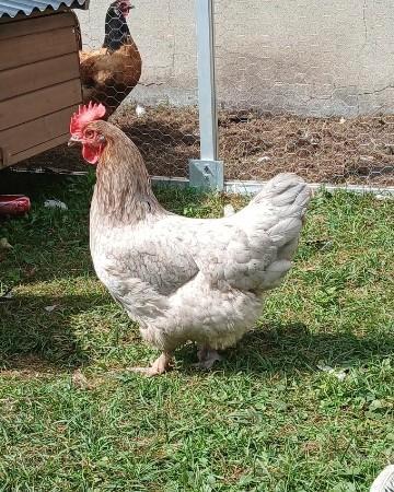 Blauwe Marans hen (1,3 jaar), Dieren en Toebehoren, Pluimvee