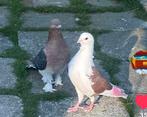 Mooi duiven ...kwaliteit, Dieren en Toebehoren, Vogels | Duiven