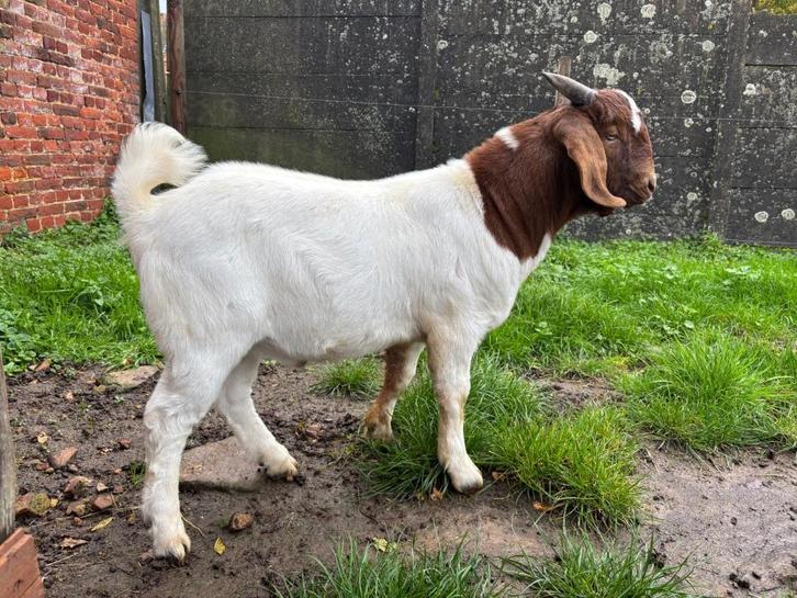 boerbok Boergeit lam (laatste week te koop), Dieren en Toebehoren, Schapen, Geiten en Varkens, Geit, Mannelijk, 0 tot 2 jaar