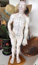 Grote vintage acupuncture meridiaan model display 50 cm, Antiek en Kunst, Curiosa en Brocante, Ophalen of Verzenden