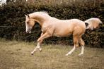 Knappe AQHA/paint palomino merrie (2023), Dieren en Toebehoren, Paarden, Merrie, Minder dan 160 cm, Gechipt, 0 tot 2 jaar