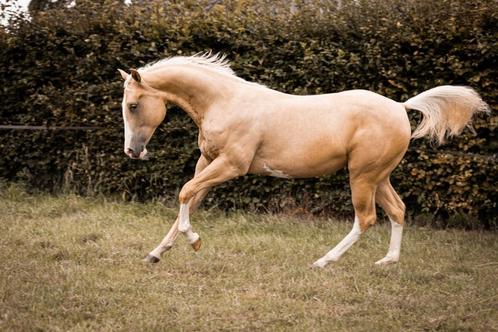 Knappe AQHA/paint palomino merrie (2023), Dieren en Toebehoren, Paarden, Merrie, Onbeleerd, Minder dan 160 cm, 0 tot 2 jaar, Westernpaard