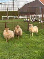 3 schapen ooien ( vrouwelijk ), Vrouwelijk, Schaap