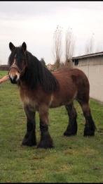 Trekpaard veulen te koop, Dieren en Toebehoren, Paarden