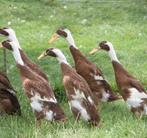 Indische loopeenden koppels en mannetjes, Dieren en Toebehoren