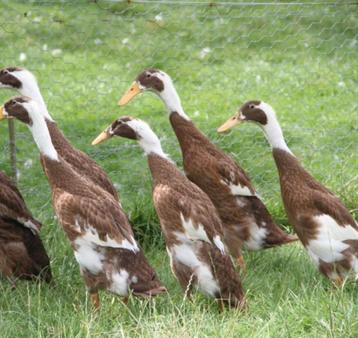 Indische loopeenden koppels en mannetjes beschikbaar voor biedingen