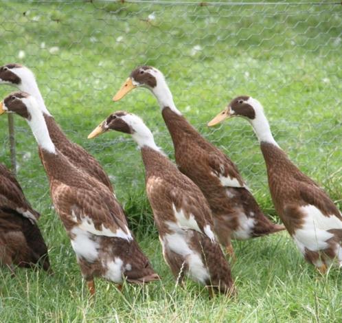 Indische loopeenden koppels en mannetjes, Dieren en Toebehoren, Pluimvee
