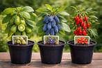 3 fruitplanten in pot – kiwibes, honingbes & goji, Enlèvement, En pot, Autres espèces
