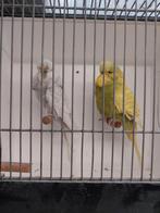 Koppel engelse parkiet, Dieren en Toebehoren, Vogels | Kanaries