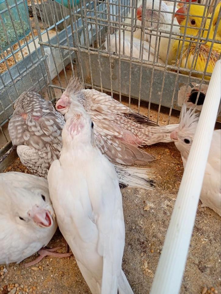 Parkieten en papegaaien, Animaux & Accessoires, Oiseaux | Pigeons