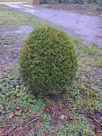 Bol buxus 60-70cm beschikbaar voor biedingen